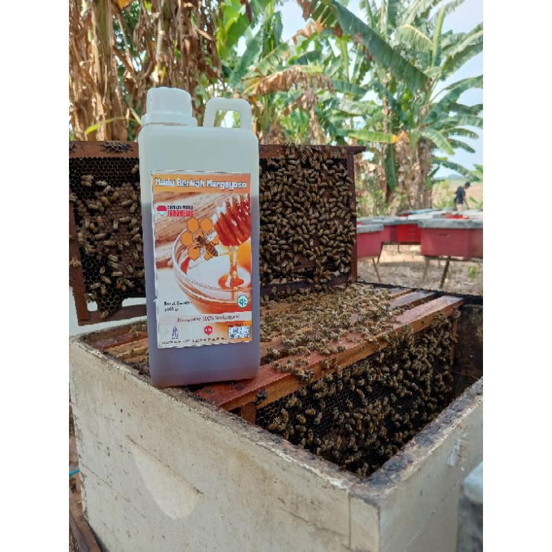 

Madu Randu 1kg murni nektar bunga randu kapuk BEST SELLER!!!