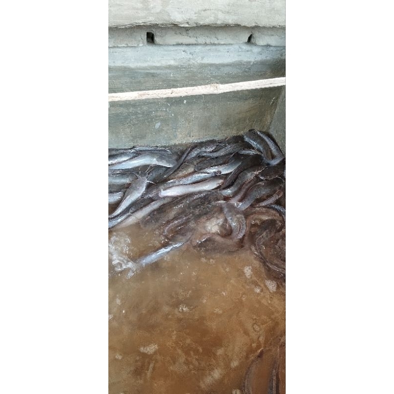 

ikan lele