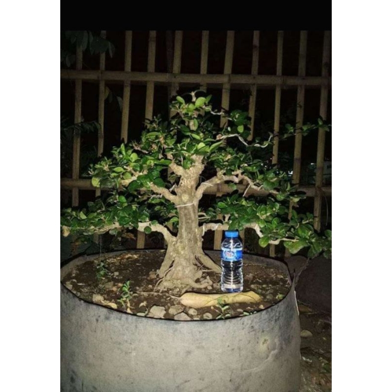 Tanaman hias bonsau sianci kecut stok terbaru