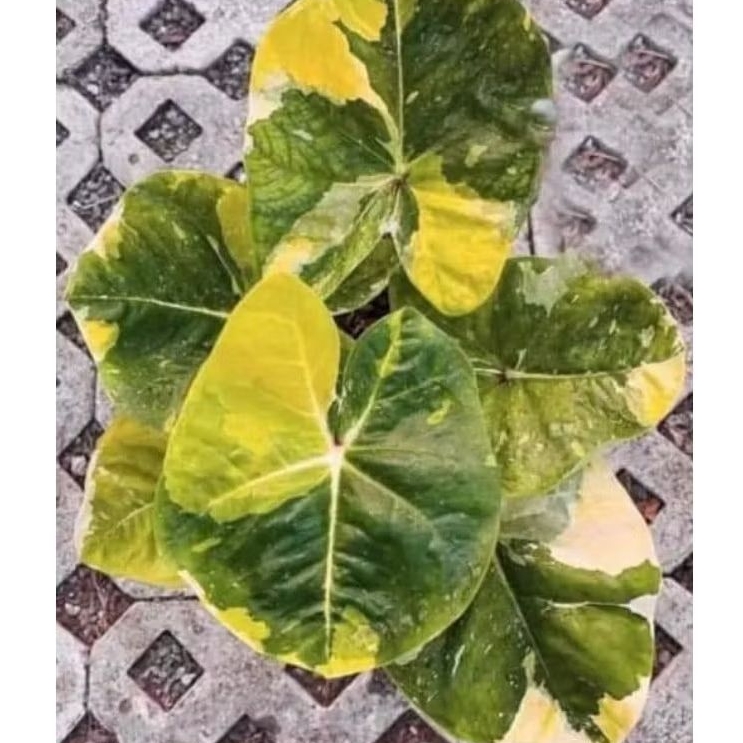 Bibit  Keladi /  Anakan Caladium  " NEON"     - keladi hias hybrid / Keladi  Thailand impor