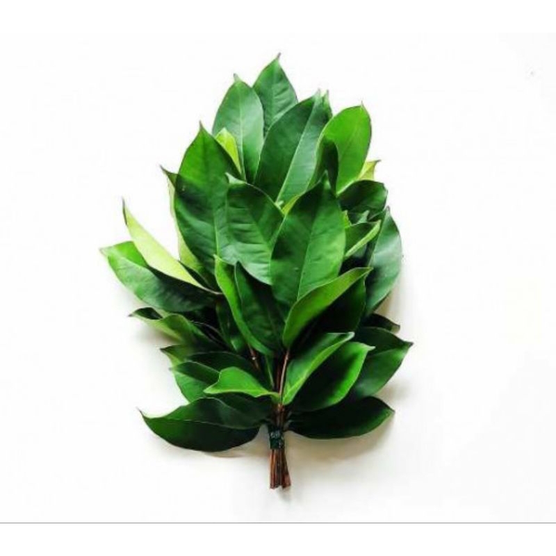 

Daun Salam Segarr 1 ikat.
