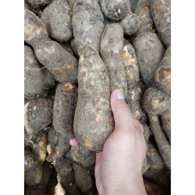 

TALAS KIMPUL BOGOR PULEN EMPUK DAN GURIH