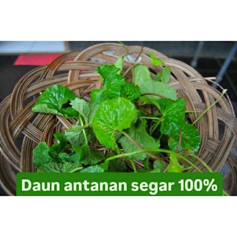 

daun antanan|pegagan|daun kaki kuda|antanan segar langsung petik|antanan 150g