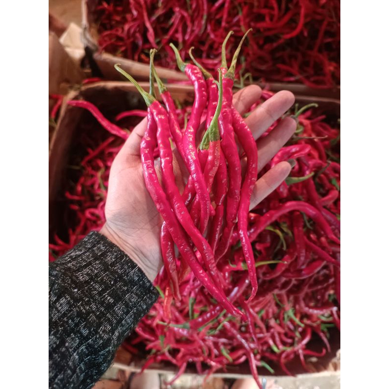 

CABE KERITING MERAH