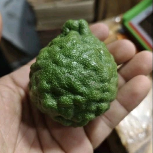 

Jeruk Purut Jantan 1 buah