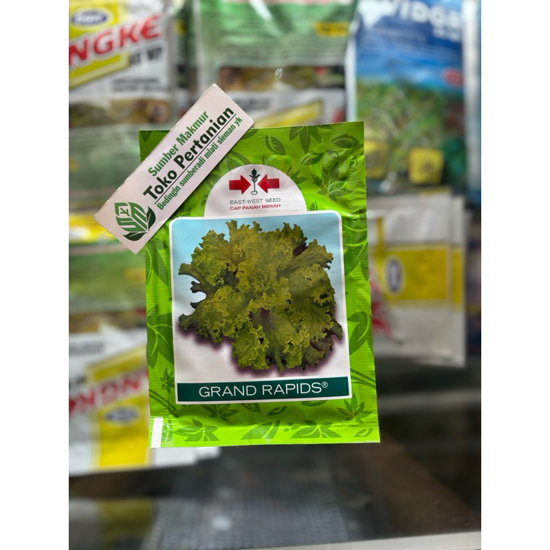 BIBIT SELADA KERITING / selada lalap, selada burger