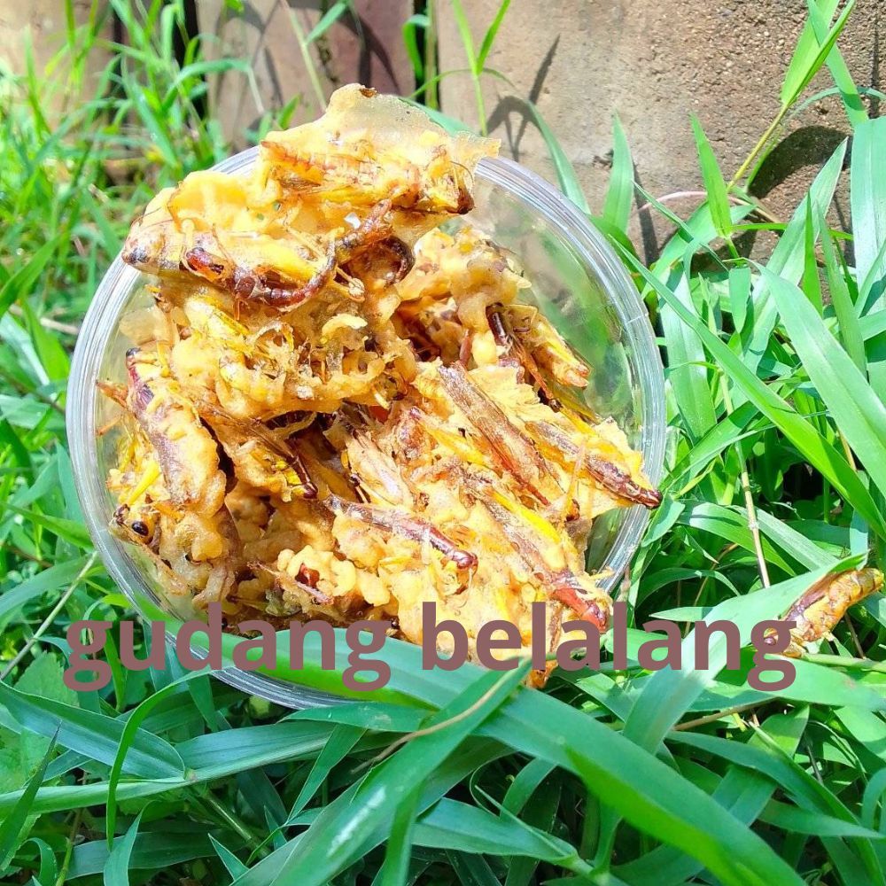 

cemilan ringan premium viral peyek belalang utis daun jeruk