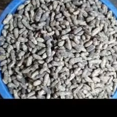 

KACANG TANAH KULIT