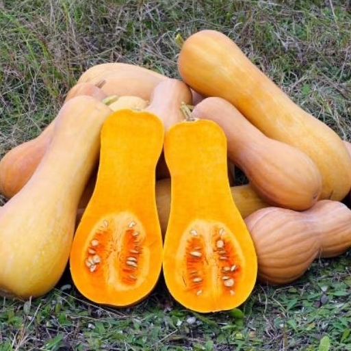 

Butternut Pumpkin | Tanya stock terlebih dahulu | Green Garden | Hammysnotes |