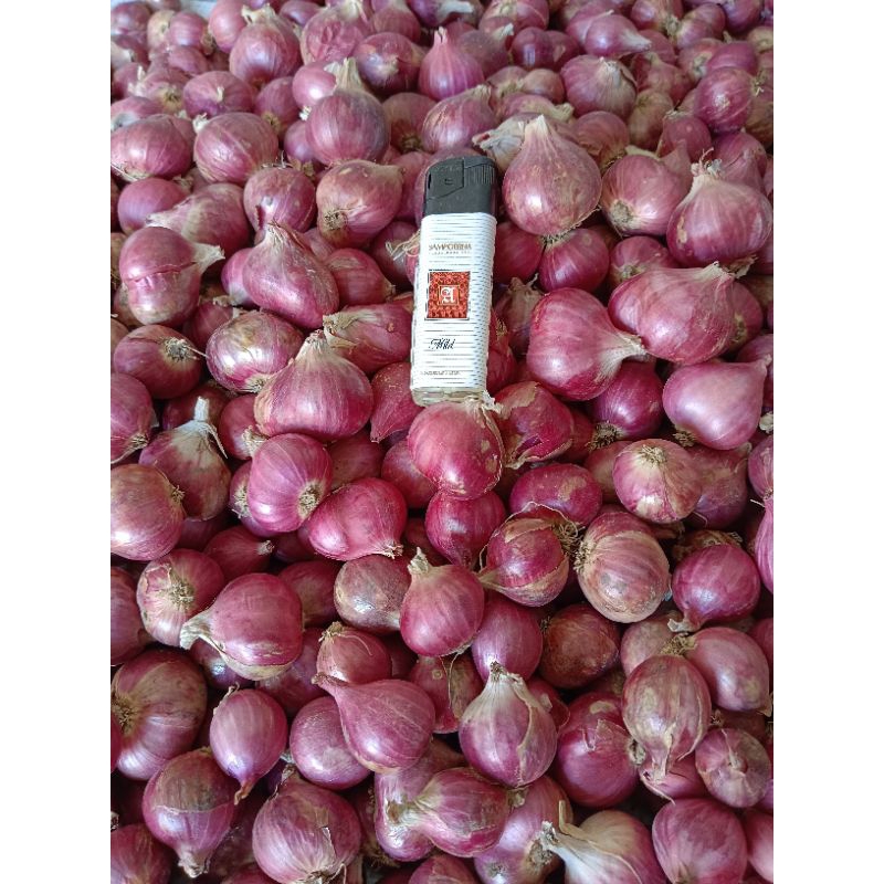 

Bawang merah kering sudah di protol atau tanpa daun Ukuran besar tanggung