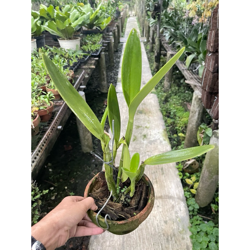 Anggrek cattleya mantini