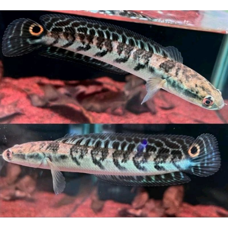 Maru Yellow Sentarum Bahan Progres Terbaik