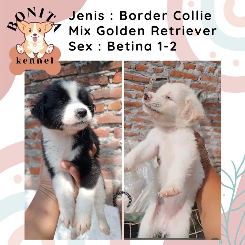 Border Collie Mix Golden Retriever Anak Anjing Collie Mix Golden Jantan Betina