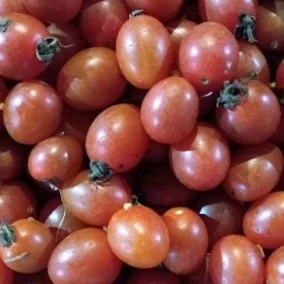 

tomat cherry metah per kilo kaya akan vitamin