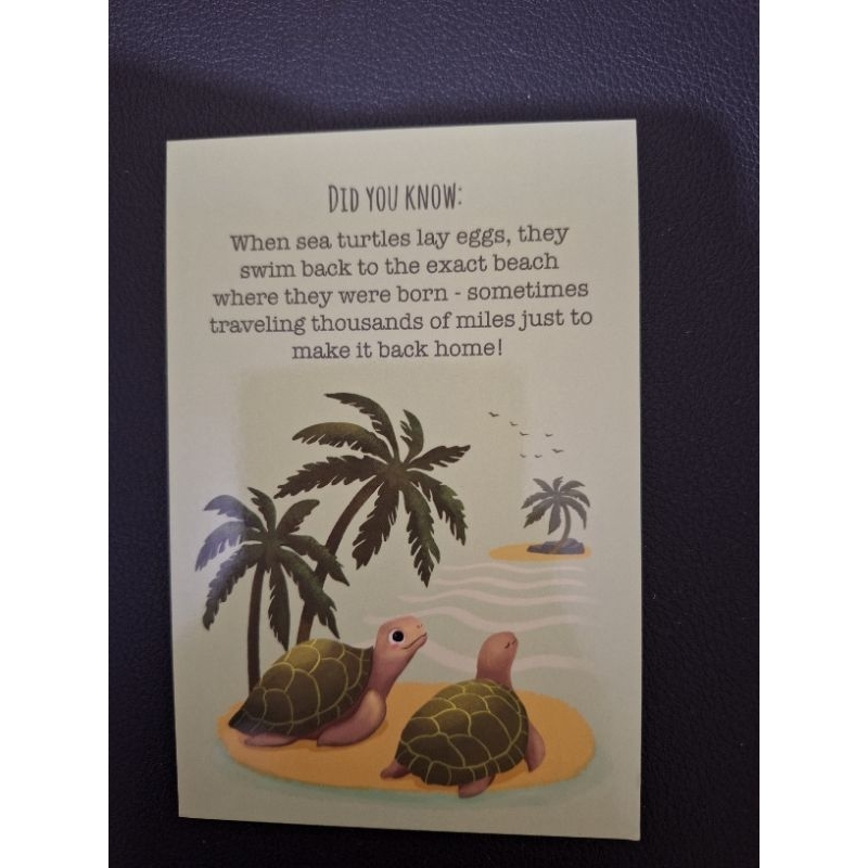 

kartu pos did you know turtle postcard