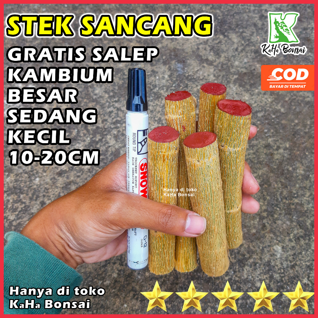 1KG Bahan Bonsai Sancang Bibit Bonsai Sancang Stek Sancang Besar Stek Sancang Murah Bibit Sancang Ba