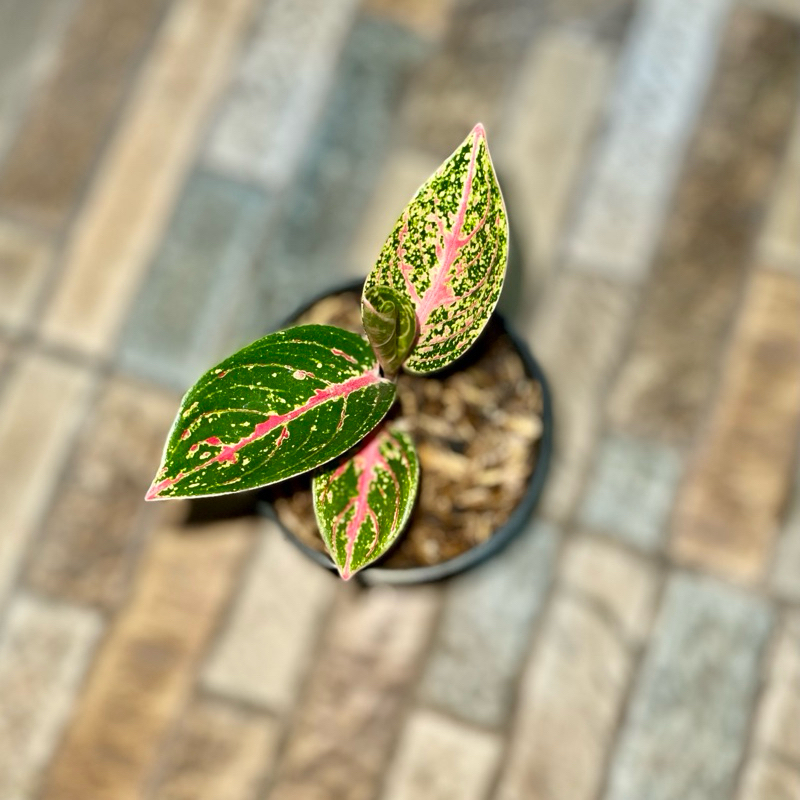 Aglaonema Arini