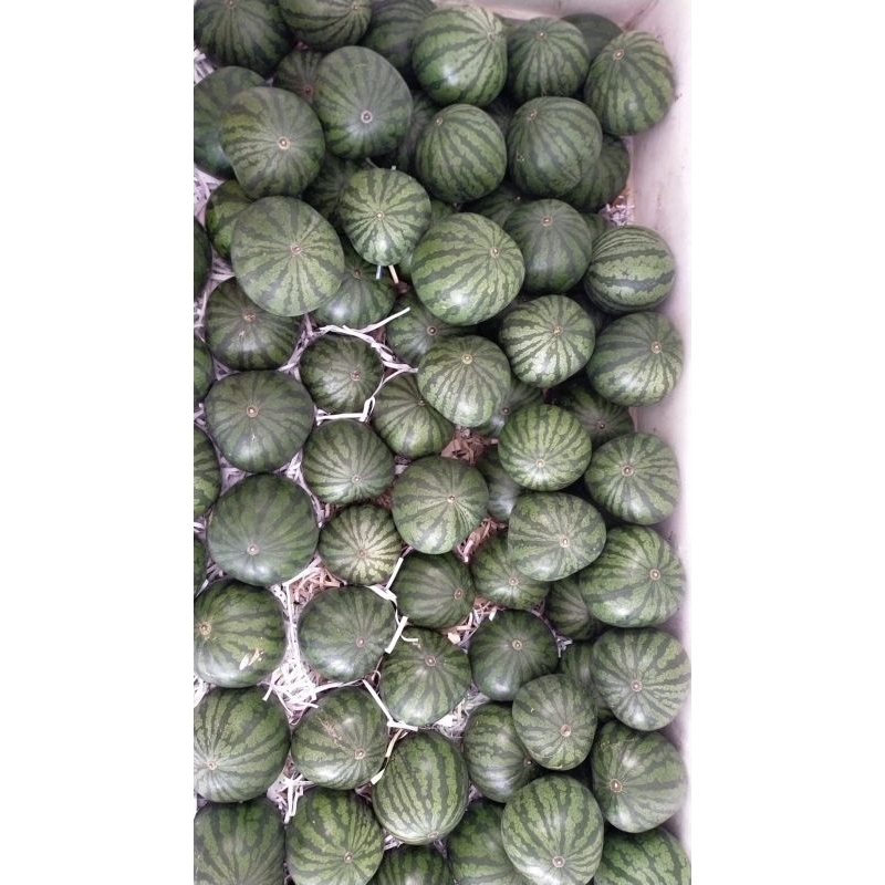 

semangka organik