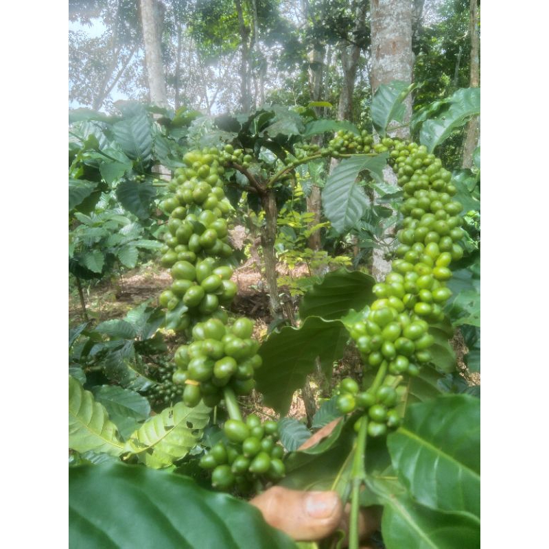 ENTRES KOPI KLON KRITING