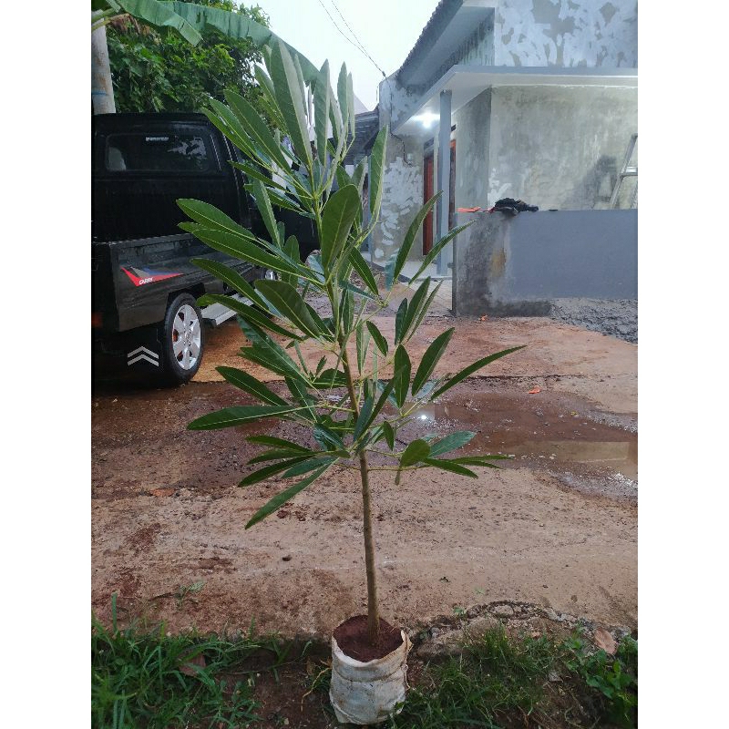 Tabebuya kuning tinggi 1 meter