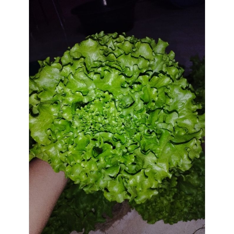 

Selada Hidroponik Caipira 200gr-250gr