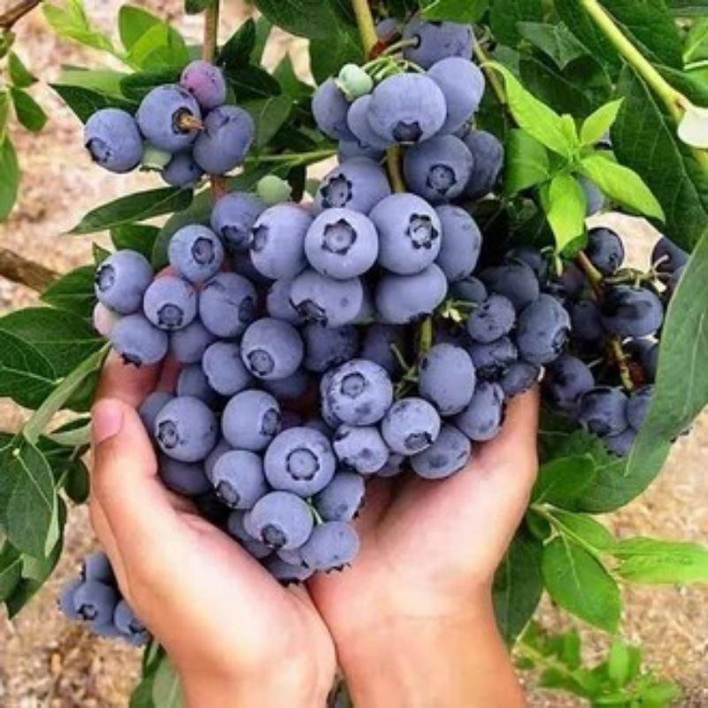 Siap Kirim Bibit Buah Blueberry/Jamfruit Termurah FRESH
