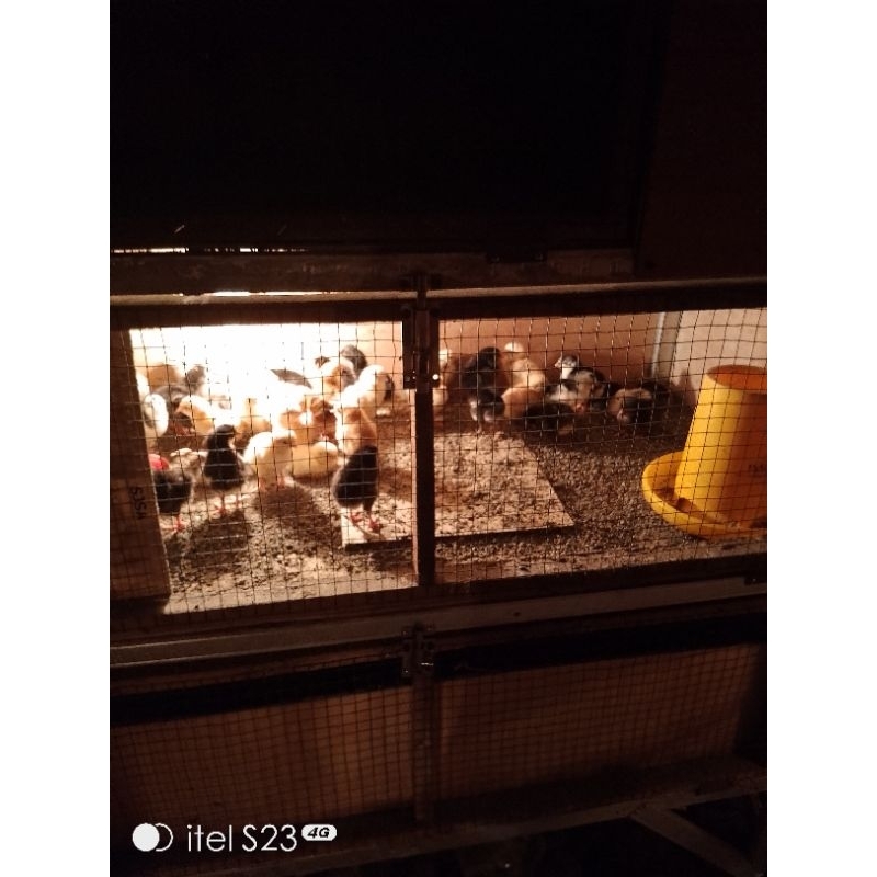 

Ayam Kampung - Doc Ayam Kampung - Ayam Kampung Kecil