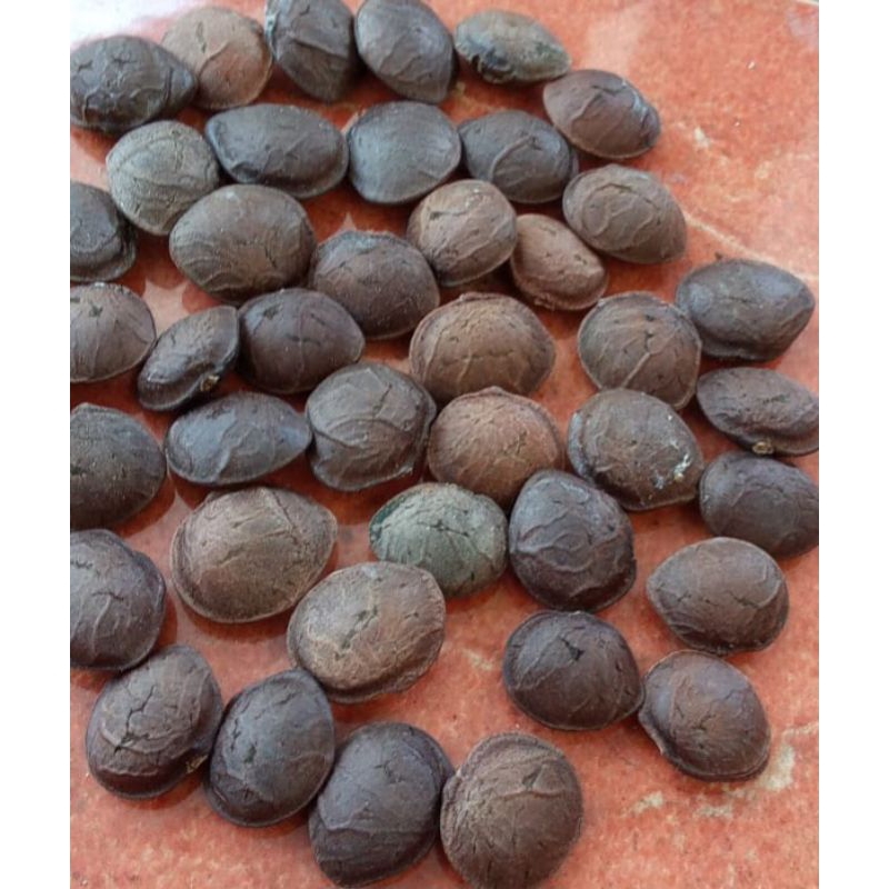 

kacang sacha ichi..
