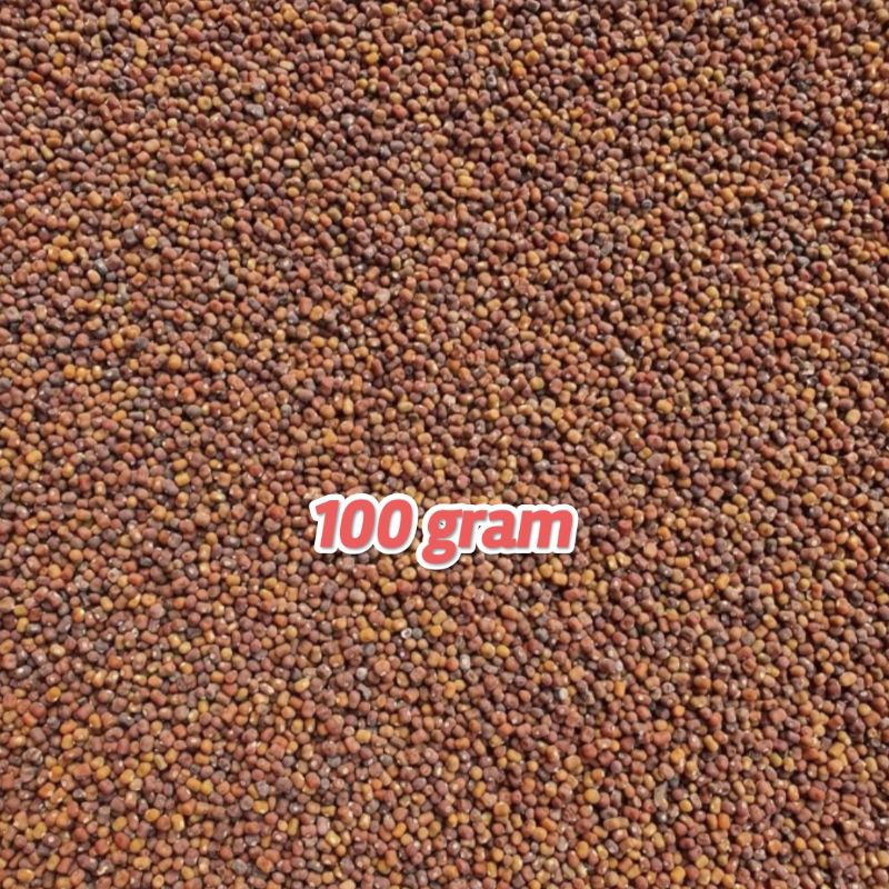 

Kacang PJ / Kacangan PJ ( Pueraria Javanica ) Bibit Kacang Untuk Perkebunan