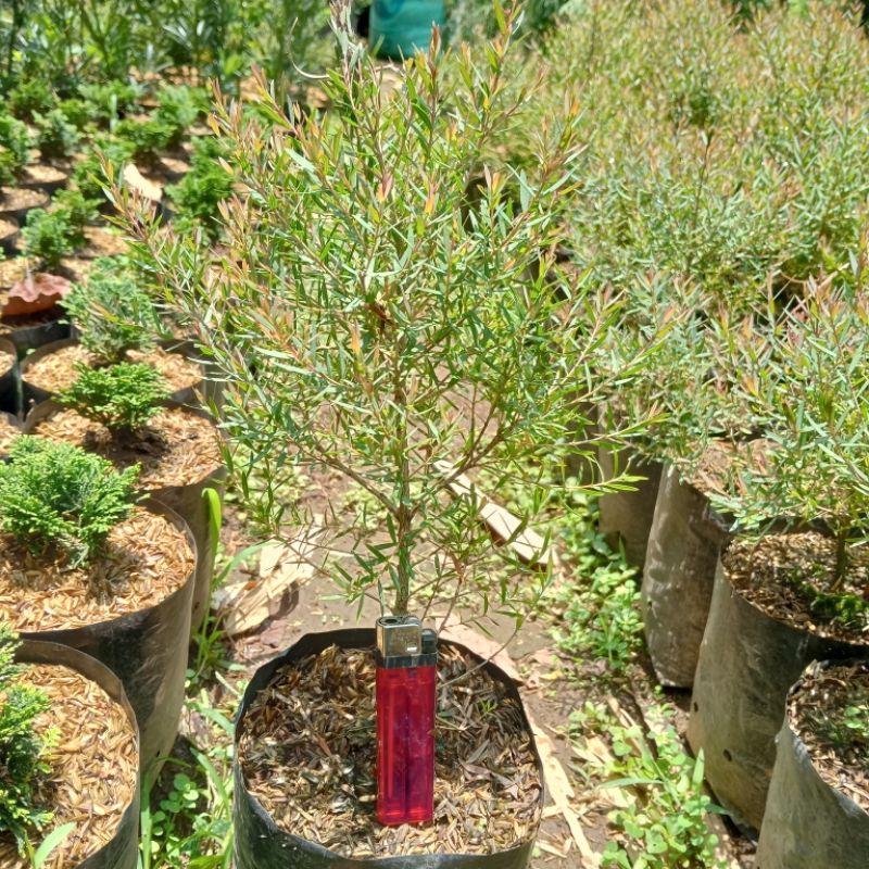 pohon kayu putih micro daun kecil