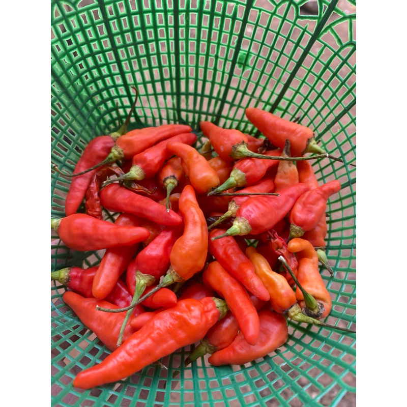 

Cabai Rawit Merah Super