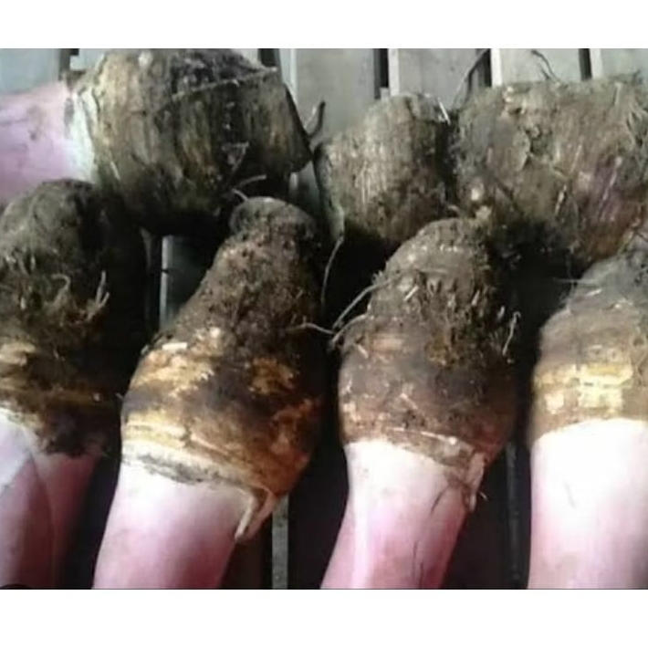 Bibit umbi talas hitam super 1 kg-az