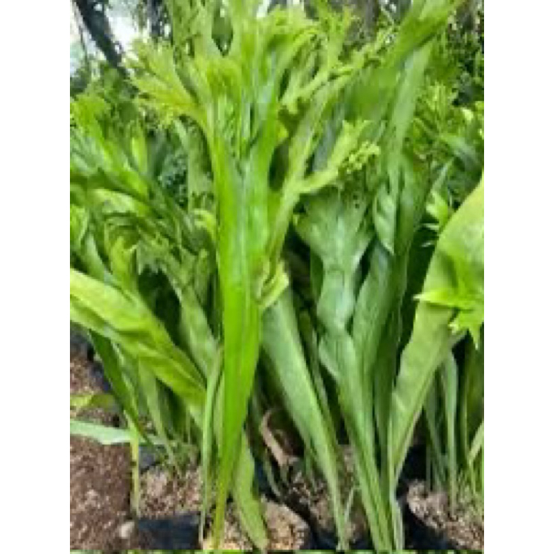 KEBUN.MUKLIS - Tanaman Hias Pakis Tanduk/ Pakis Tanah