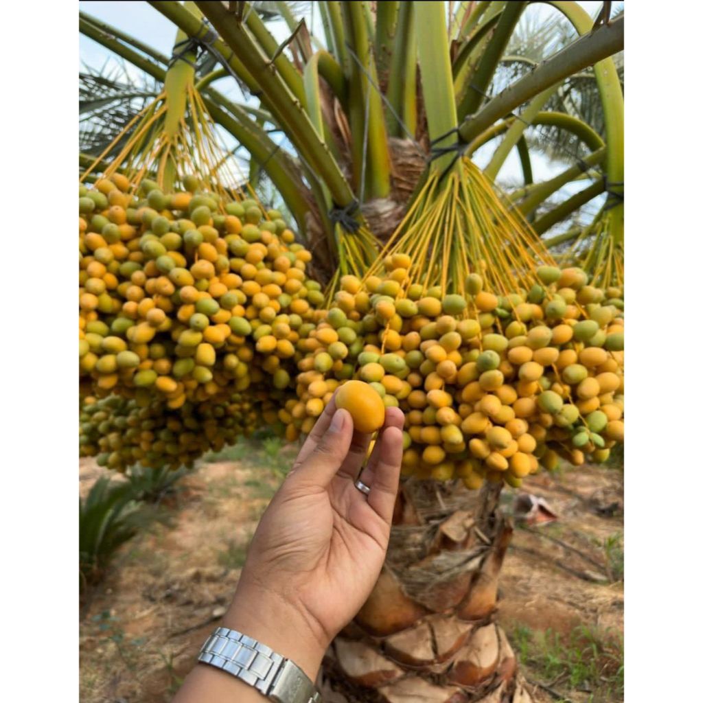 

Kurma Muda 250 gr Barhee Fresh No Frozen Promil