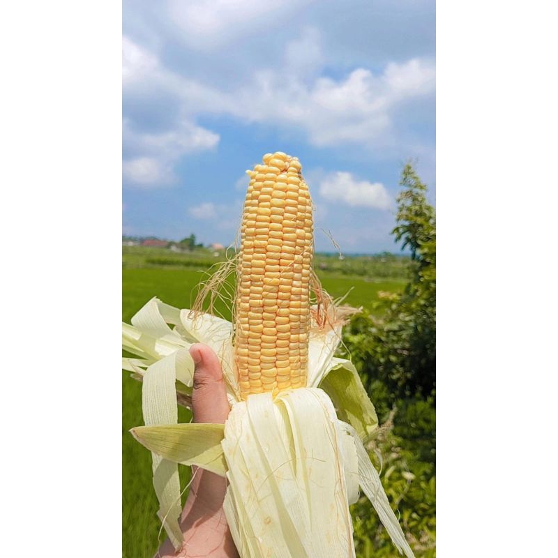 

Jagung