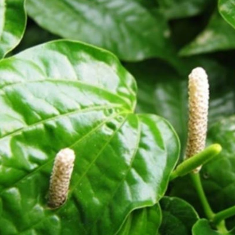 

Herbal alami Daun karuk