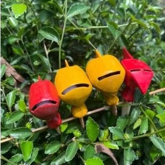 Sawangan Merpati Hotang Hotang Kayu