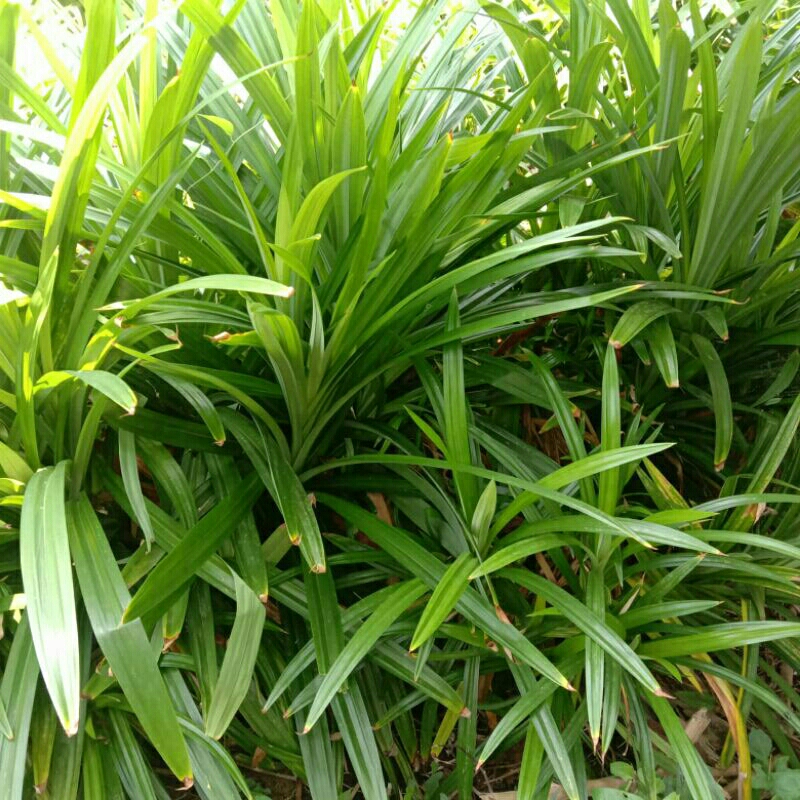 

DAUN PANDAN WANGI FRESH