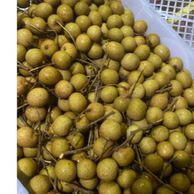 

BUAH LENGKENG BANGKOK GOLD 500 GRAM