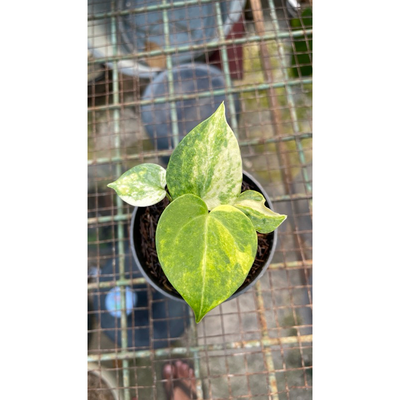 Anthurium clarinervium x crystallinum variegata