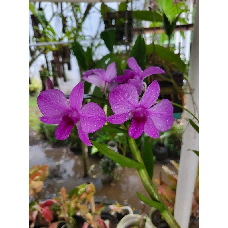 anggrek dendrobium larat