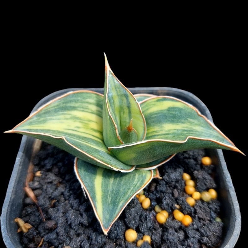 tanaman hias sanseviera HYBRID PINGHREN VARIGATA (pingui x ehrenbergi) sansevieria sansevera sansevi