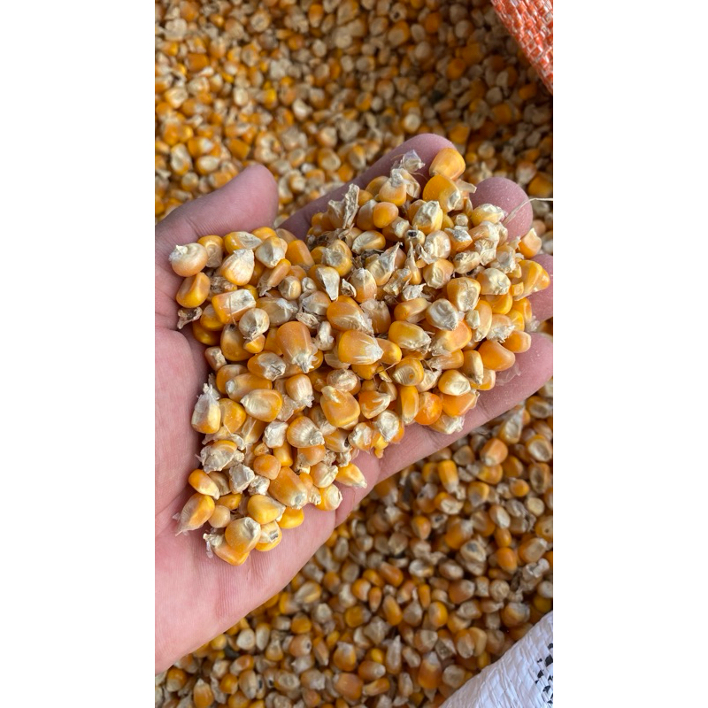 

Jagung bulat 1kg