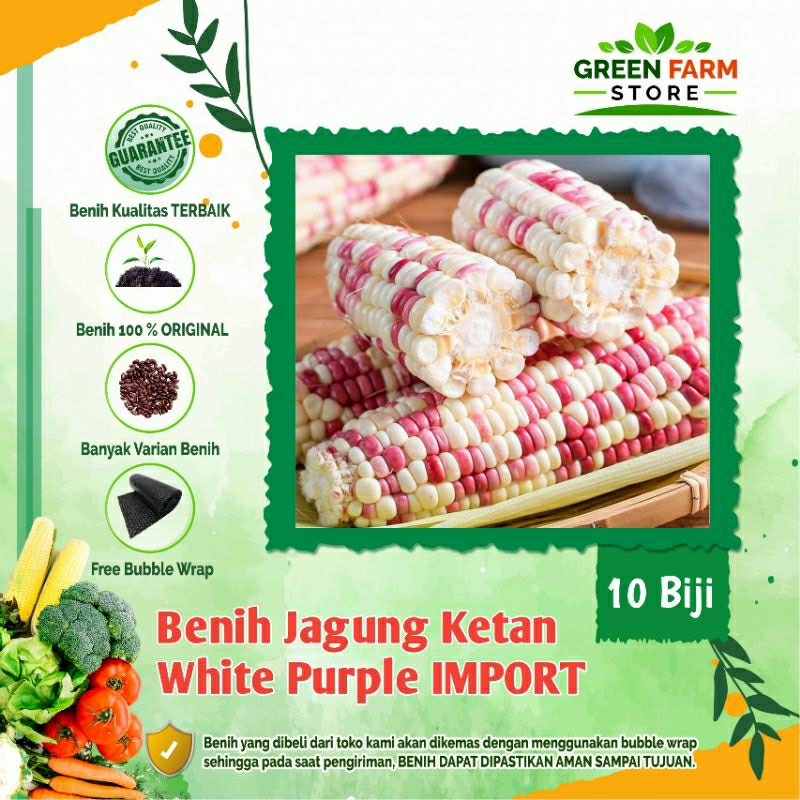 Benih Jagung Ketan Ungu Putih/Colorful Sticky Corn-IMPORT (10Biji)