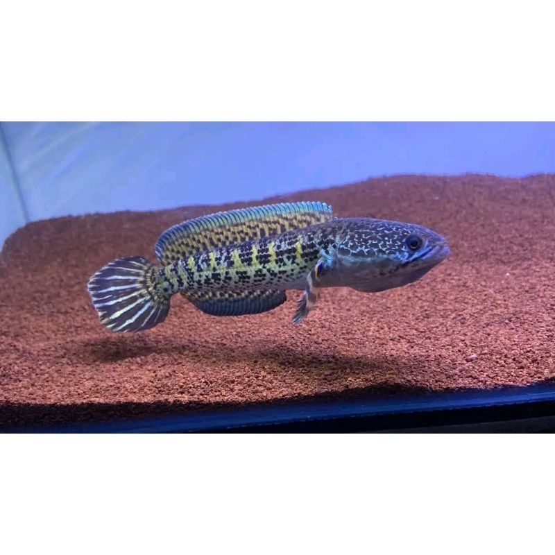Channa Bahan Baby Auranti Machulata Gondrong Grada A+ Size 8-10cm COD