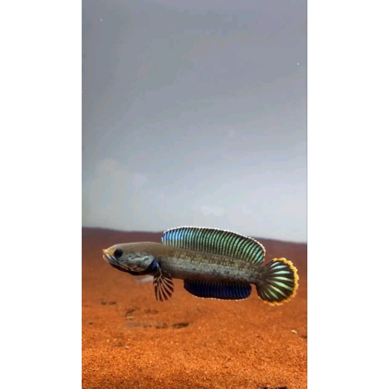 Channa Bahan Baby Andrao Calon Kontes 5-8cm COD