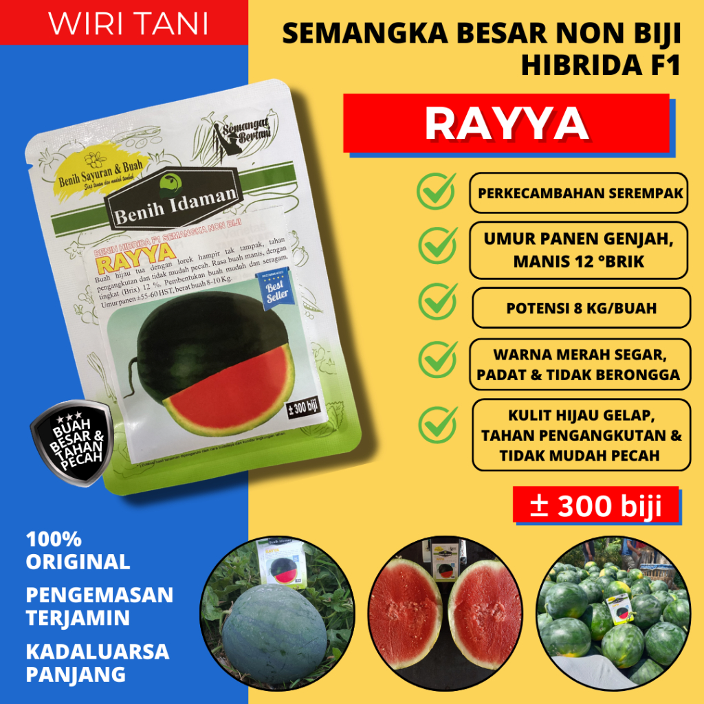 (± 300 biji) Bibit Benih Semangka Jumbo Non Biji Hibrida F1 RAYYA  Benih Idaman Tahan Pecah, Perawat