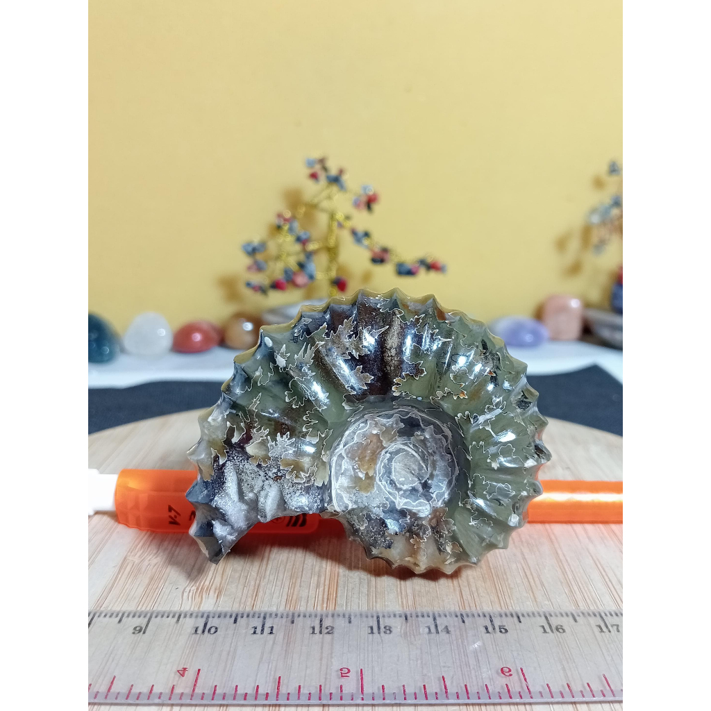 Batu Horn Ammonite Fossil Keong Natural (10)