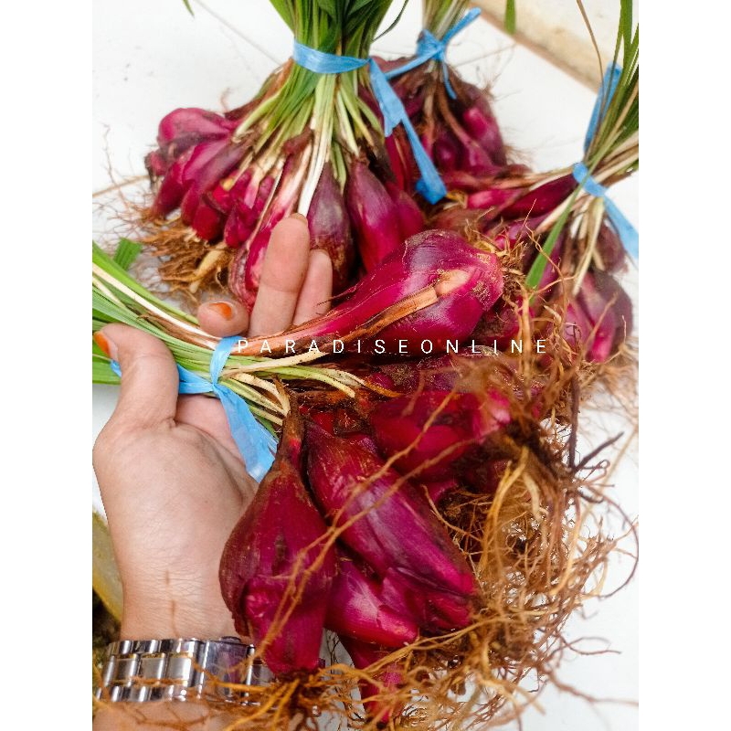 

Bawang Dayak herbal segar 500gram
