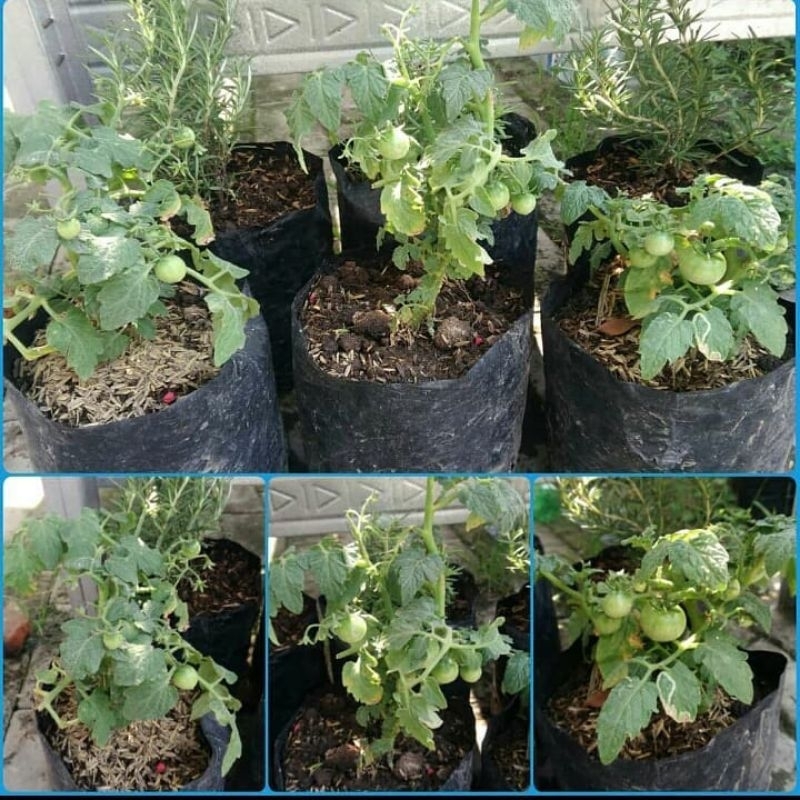 tanaman buah tomat cery/tomat kerdil